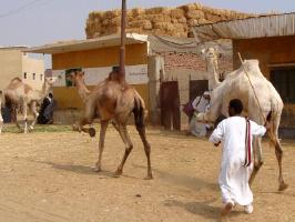 CamelMarket102.jpg
